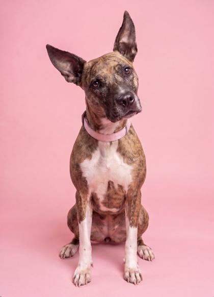 Enlarge Seabiscuit, a Adoptable mixed breed in Washington, DC image 3/3