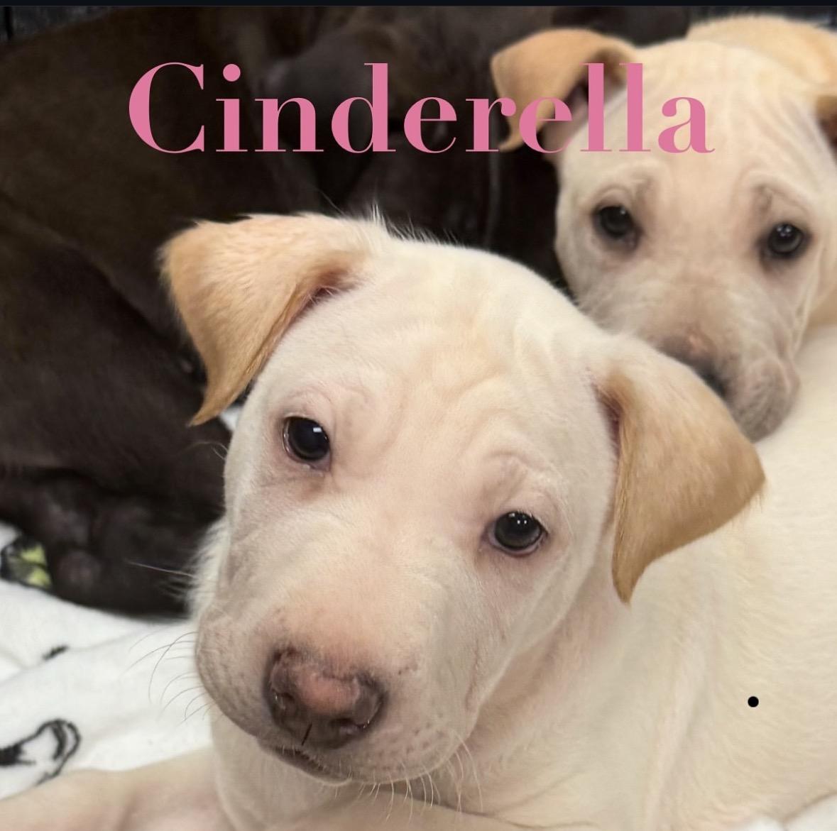 Cinderella, a Adoptable mixed breed in Pasadena, CA image 3/5
