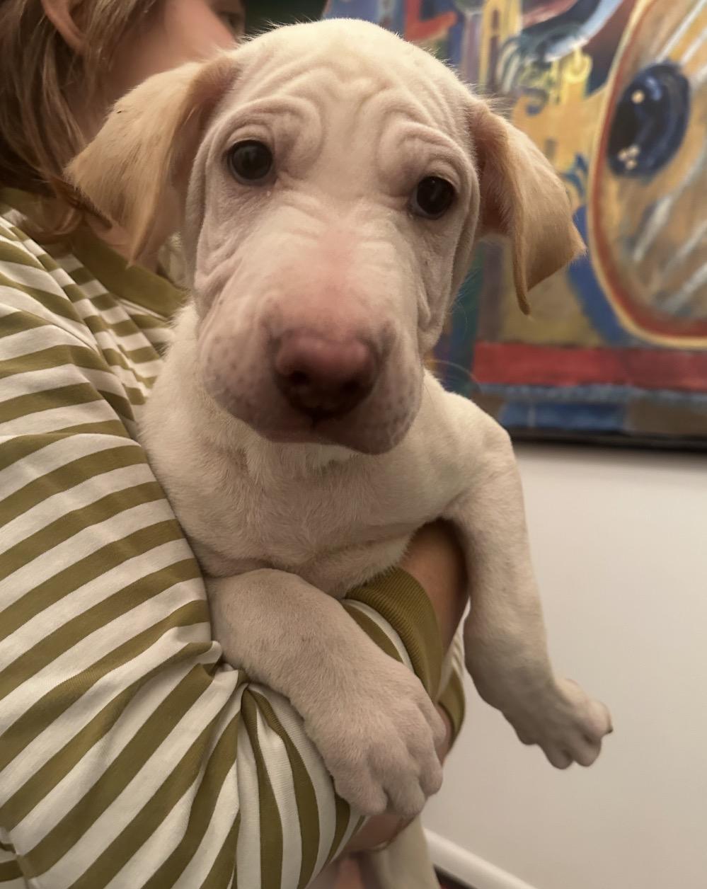Cinderella, Adoptable, Puppy Female Labrador Retriever & Shar-Pei.