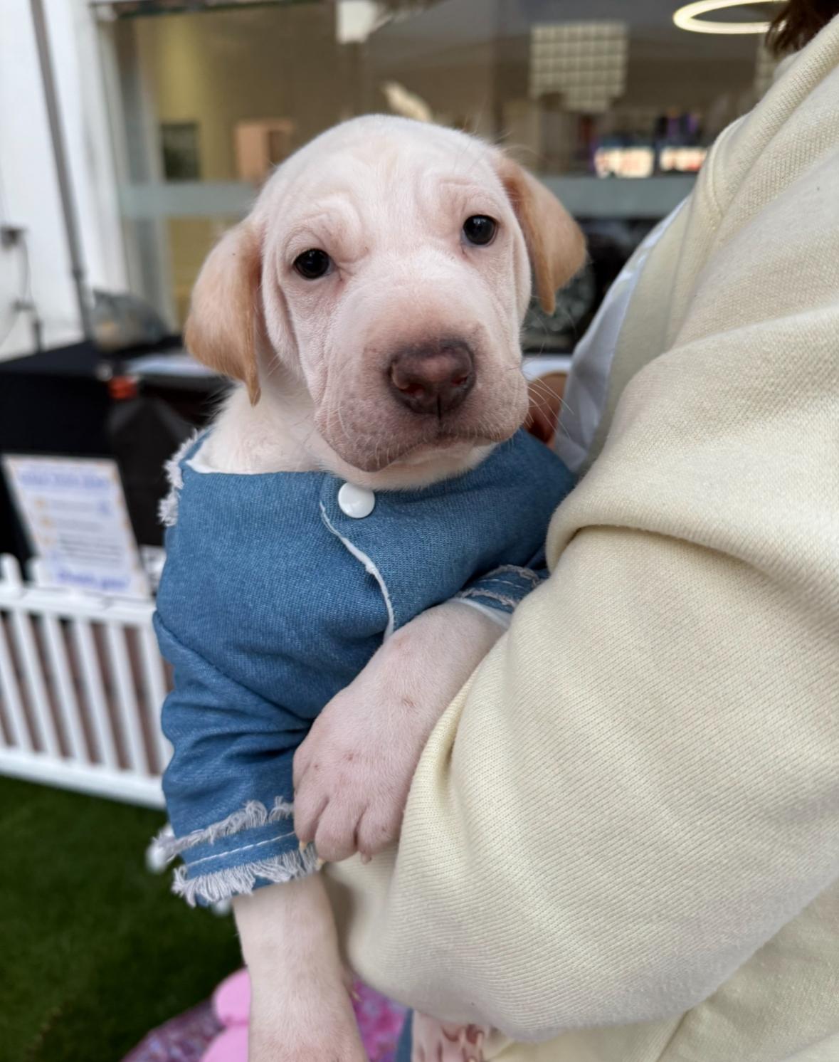 Cinderella, a Adoptable mixed breed in Pasadena, CA image 4/5