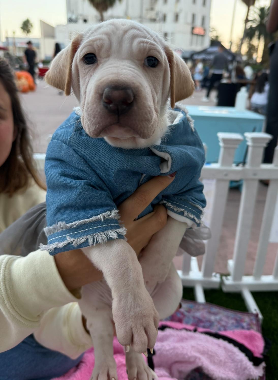 Cinderella, a Adoptable mixed breed in Pasadena, CA image 5/5