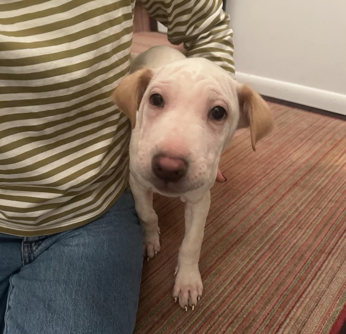 Cinderella, a Adoptable mixed breed in Pasadena, CA image 2/5