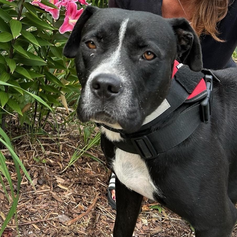 Enlarge Maggie, a ADOPTABLE mixed breed in Traverse City, MI image 1/2