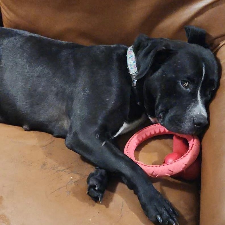 Enlarge Maggie, a ADOPTABLE mixed breed in Traverse City, MI image 1/1