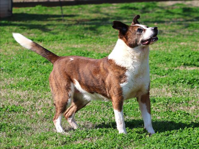 HARLIE, Adoptable, Adult Female Beagle & Mixed Breed.