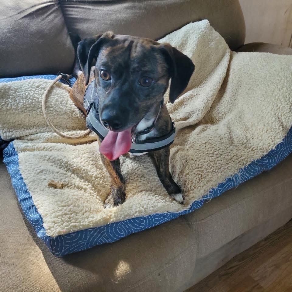 Porter, a ADOPTABLE mixed breed in Louisville, KY image 1/2