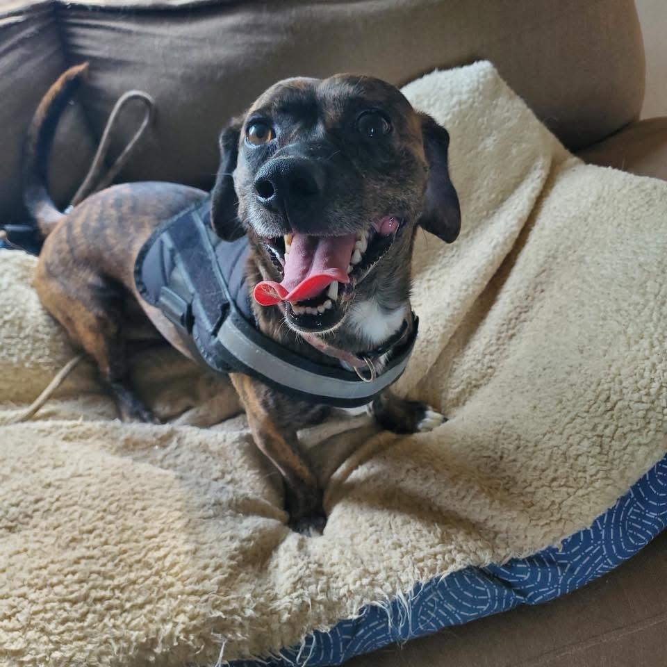Porter, a ADOPTABLE mixed breed in Louisville, KY image 2/2