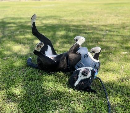 Enlarge Empanada*, a Adoptable mixed breed in El Paso, TX image 2/3