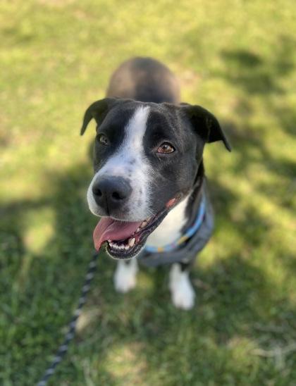 Enlarge Empanada*, a Adoptable mixed breed in El Paso, TX image 3/3