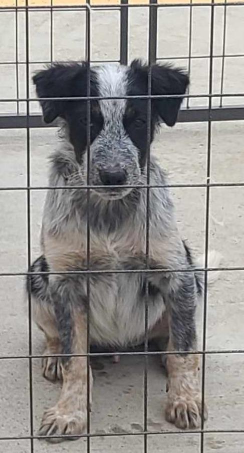 Enlarge Bel Air, a Adopted mixed breed in Fort Stockton, TX image 1/3