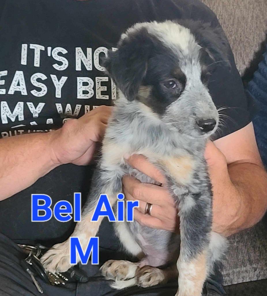 Bel Air, Adopted, Adult Male Australian Cattle Dog / Blue Heeler & Australian Shepherd.