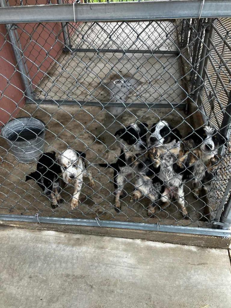 Enlarge Bel Air, a Adopted mixed breed in Fort Stockton, TX image 2/3