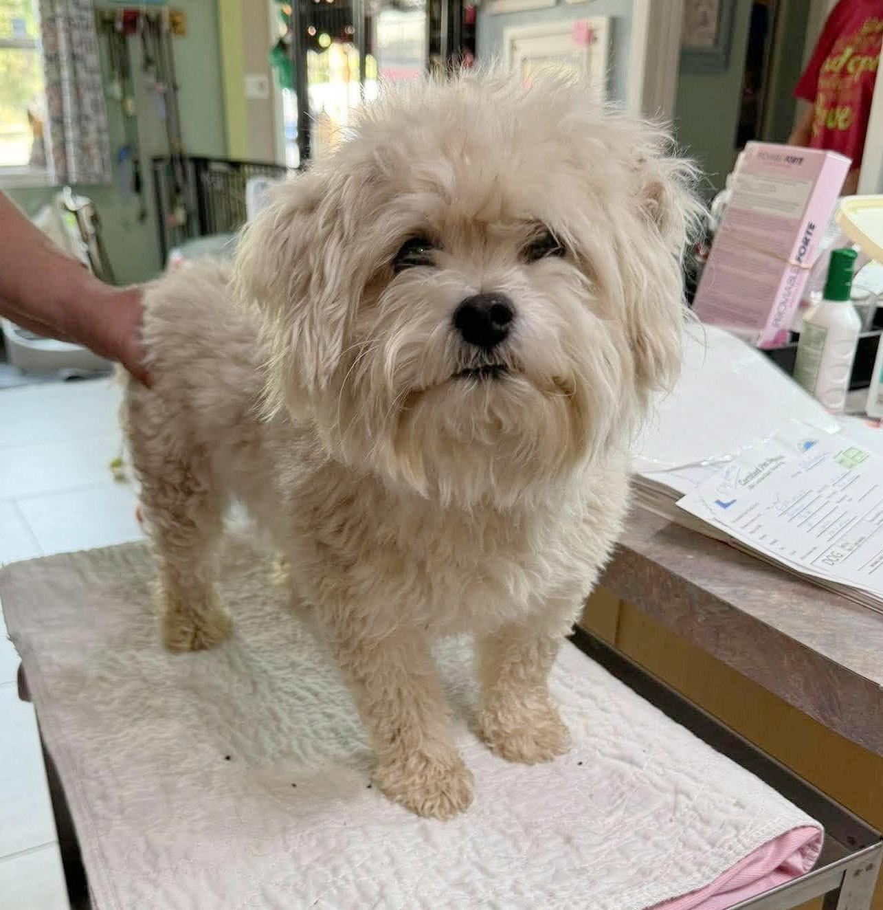 Enlarge Silly Goose (NOT YET AVAILABLE), a Adoptable Bichon Frise in Benton, LA image 1/1