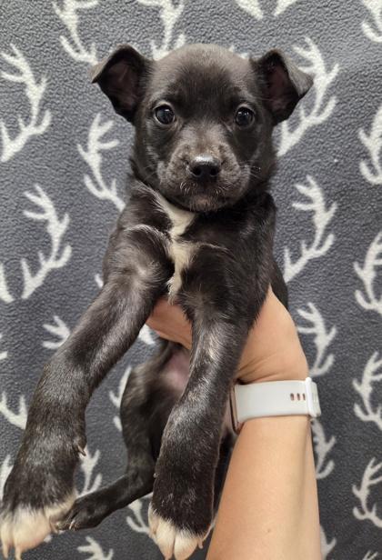 Enlarge Sasha, a Adoptable mixed breed in Malvern, PA image 1/2