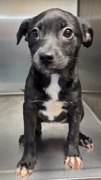 Enlarge Sasha, a Adoptable mixed breed in Malvern, PA image 2/2