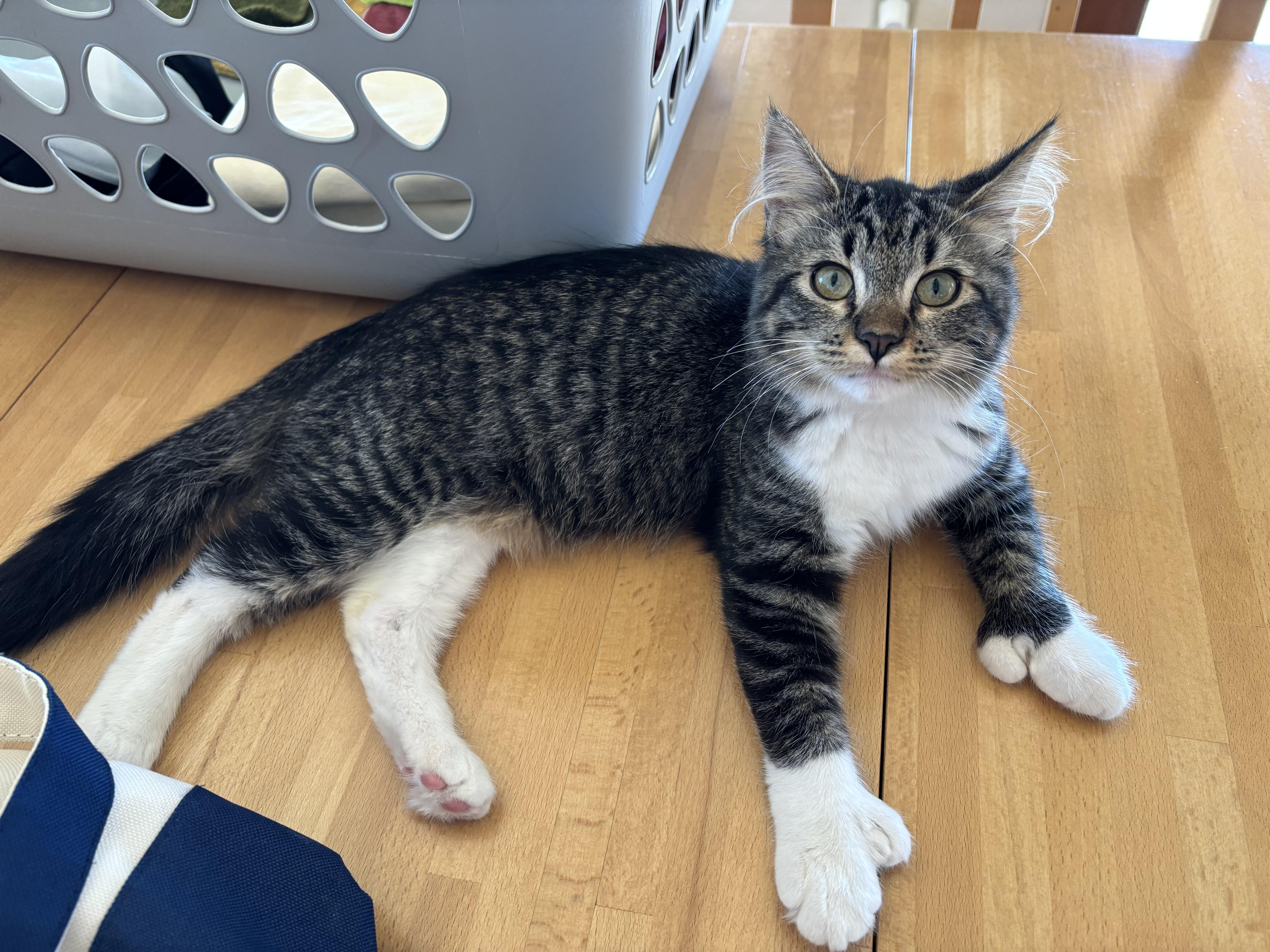 Enlarge Vanessa, a ADOPTABLE Domestic Medium Hair in Sierra Vista, AZ image 1/2