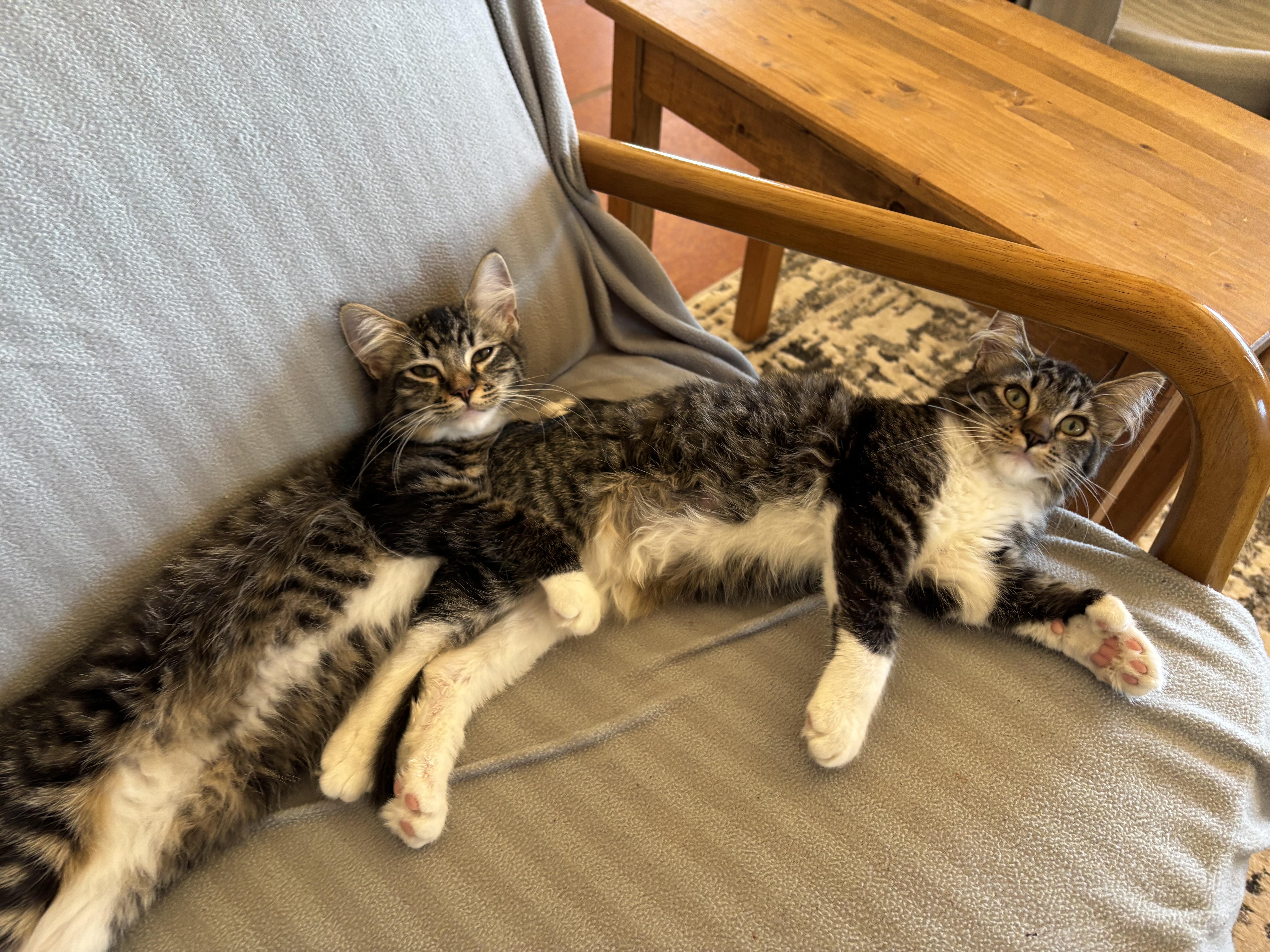 Enlarge Vanessa, a ADOPTABLE Domestic Medium Hair in Sierra Vista, AZ image 2/2