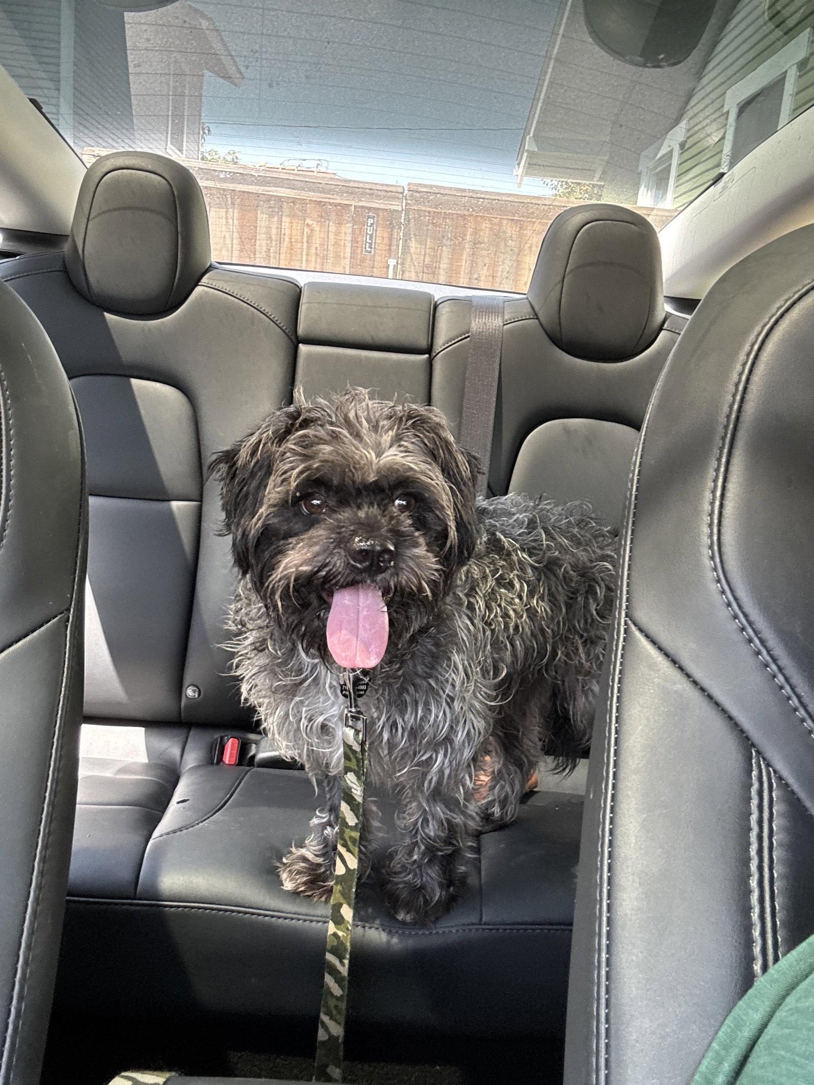 Oscar, Adoptable, Adult Male Lhasa Apso & Havanese.