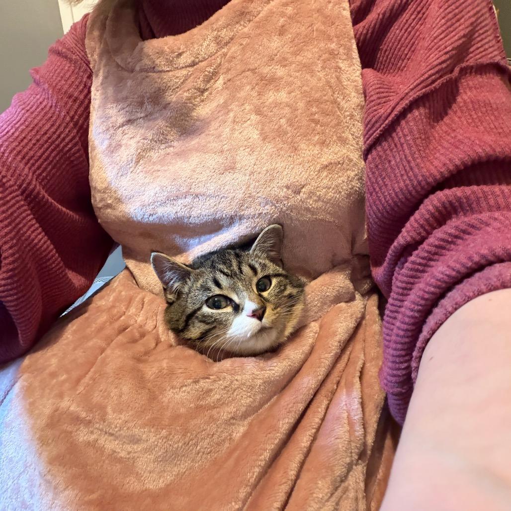 Enlarge Portobello, a Adoptable Domestic Short Hair in Cleveland Heights, OH image 1/4