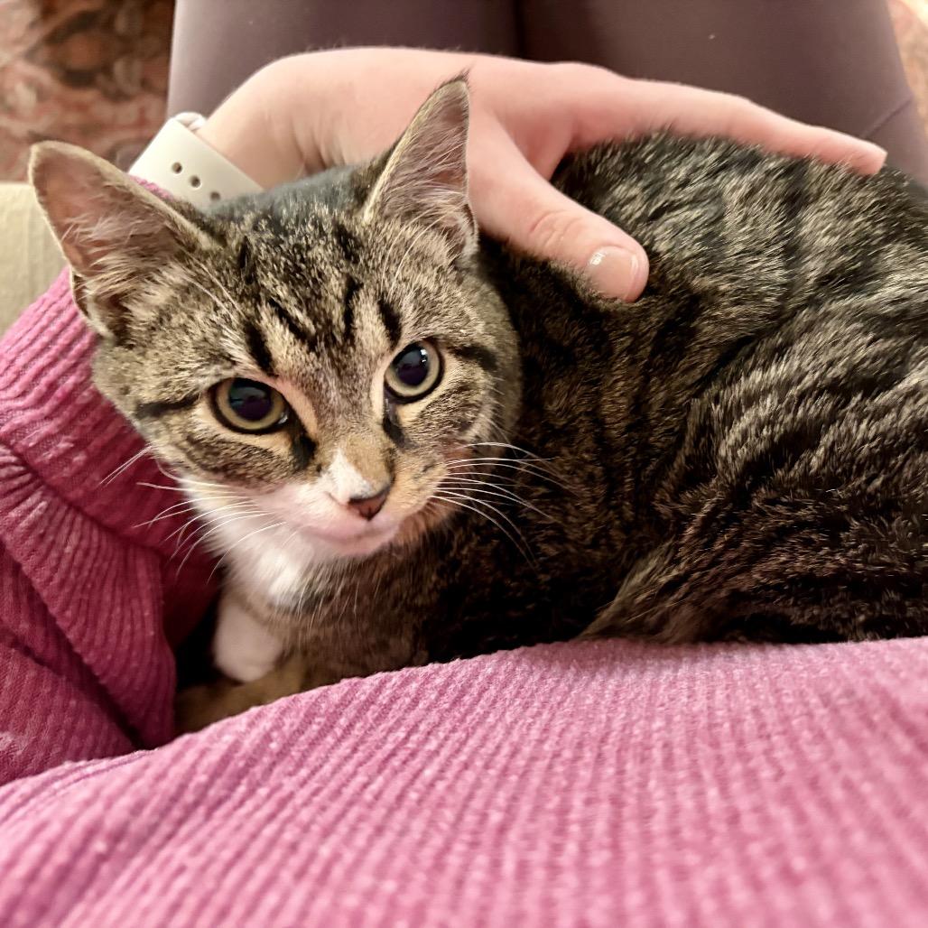 Enlarge Portobello, a Adoptable Domestic Short Hair in Cleveland Heights, OH image 4/4