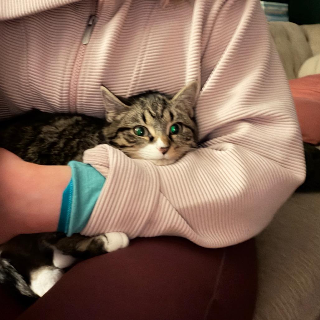 Enlarge Portobello, a Adoptable Domestic Short Hair in Cleveland Heights, OH image 3/4