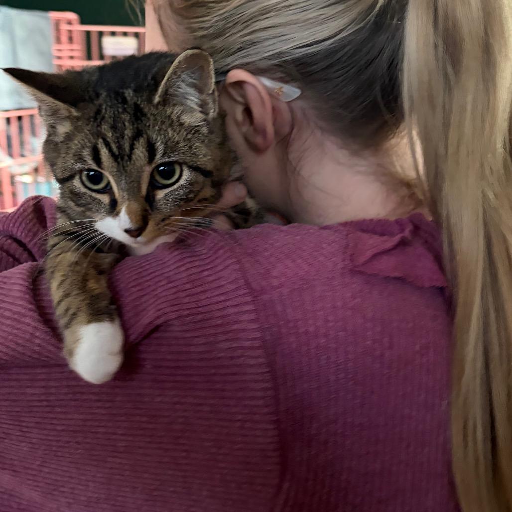 Enlarge Portobello, a Adoptable Domestic Short Hair in Cleveland Heights, OH image 2/4