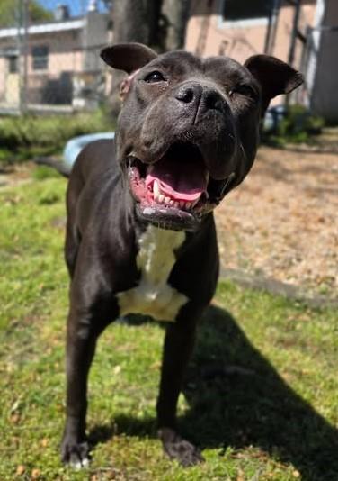 Enlarge TALA, a Adoptable Mixed Breed in Columbia, SC image 1/1