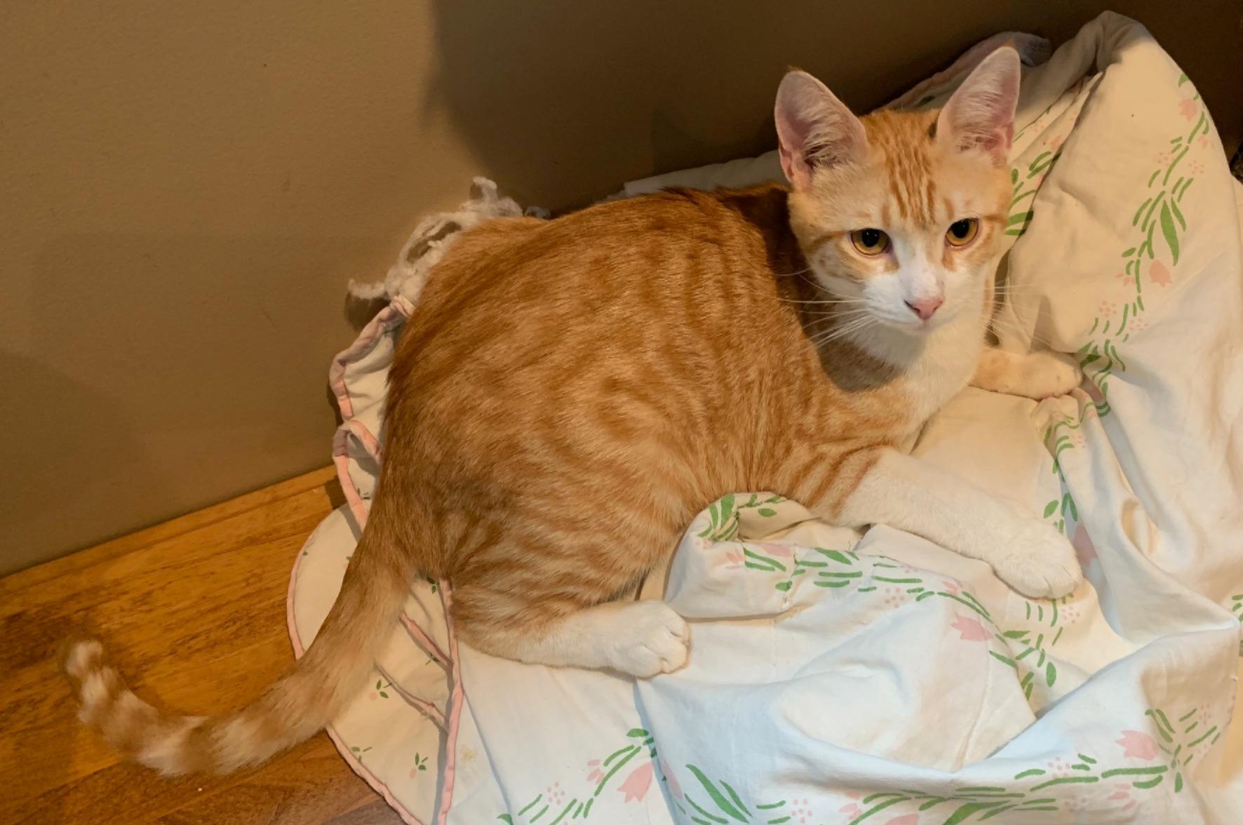 Nico, an adoptable Domestic Short Hair in BURNABY, BC, V3J 1N3 | Photo Image 1