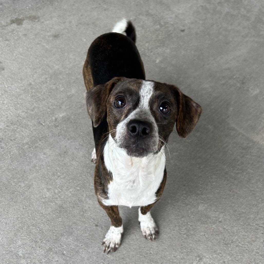 Jay, Adoptable, Adult Male Mixed Breed.