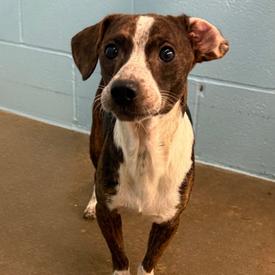 Enlarge Jay, a Adoptable Mixed Breed in Emporia, KS image 2/3