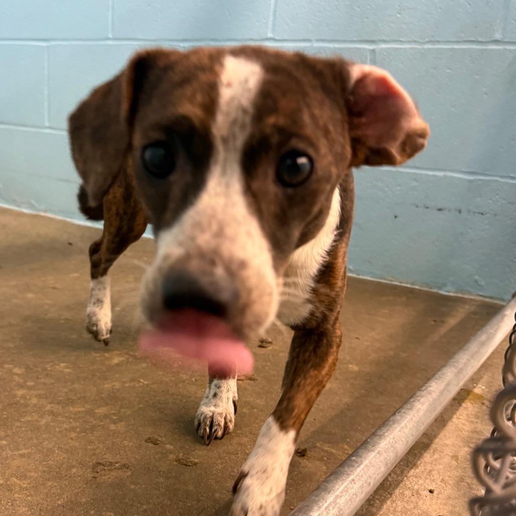 Enlarge Jay, a Adoptable Mixed Breed in Emporia, KS image 3/3