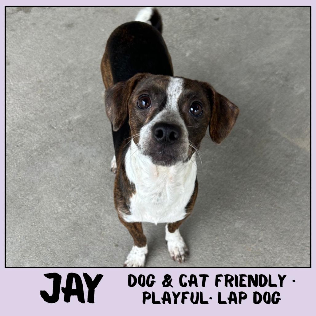 Enlarge Jay, a Adoptable Mixed Breed in Emporia, KS image 4/4
