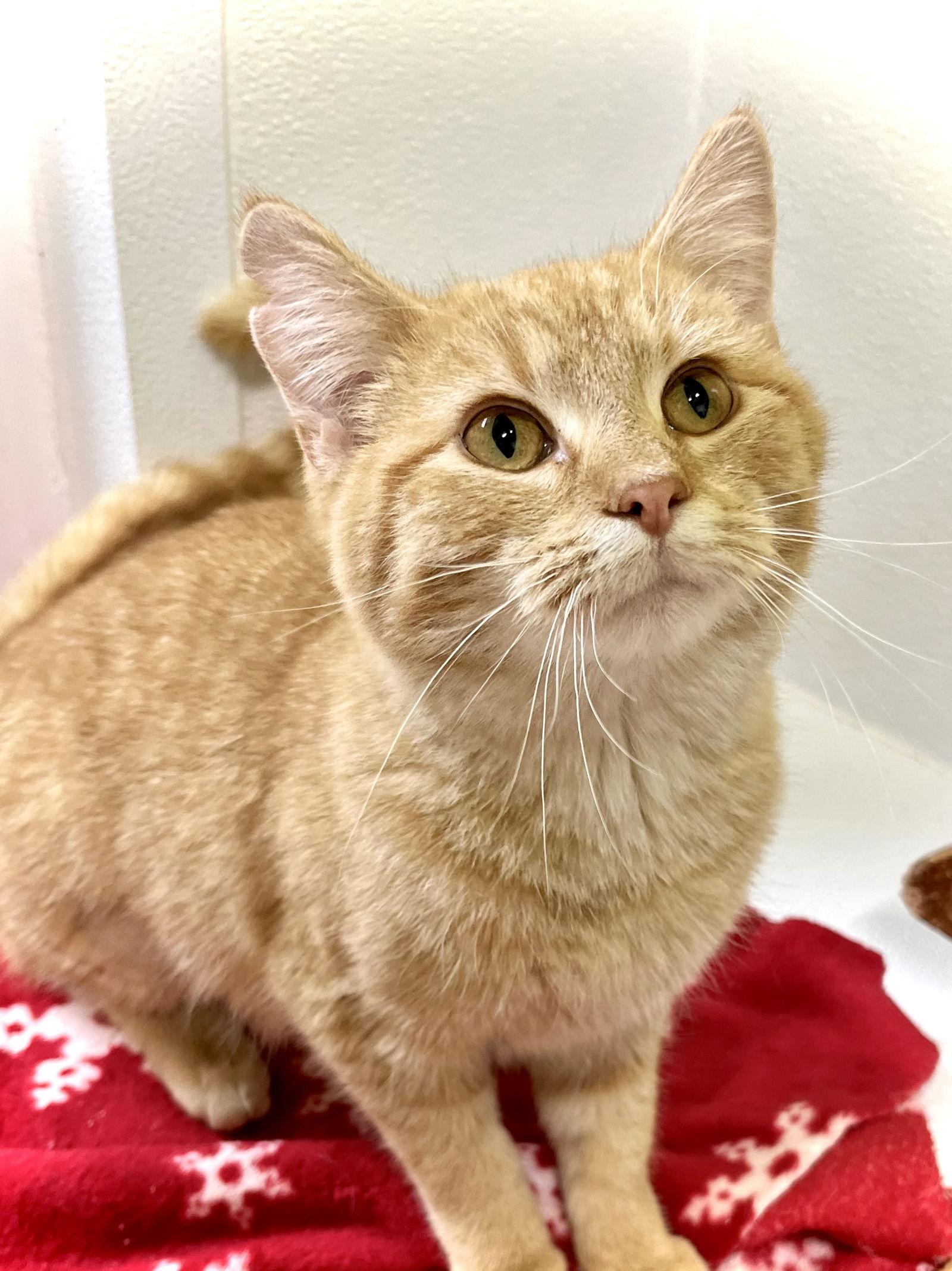 GDM, Adopted, Young Female Domestic Short Hair.