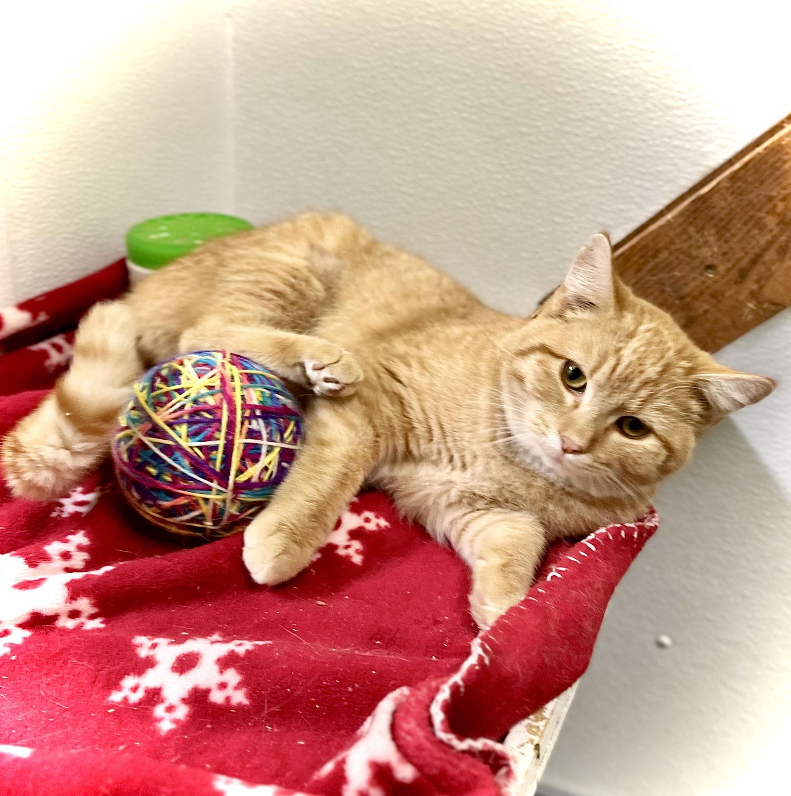 Enlarge GDM, a Adopted Domestic Short Hair in Estherville, IA image 2/3