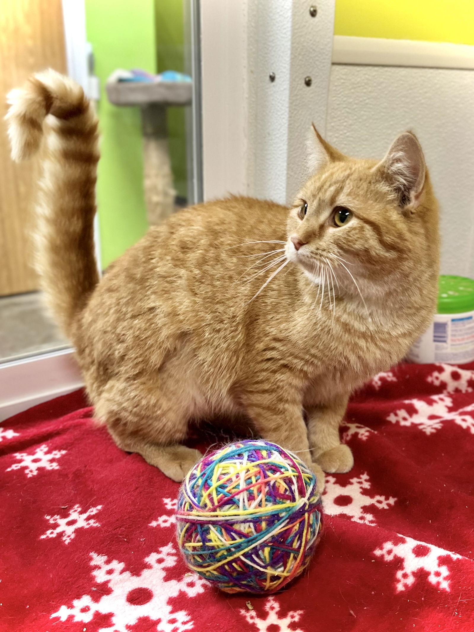 Enlarge GDM, a Adopted Domestic Short Hair in Estherville, IA image 3/3