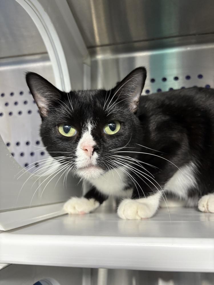 Enlarge Ducky, a Adoptable Domestic Short Hair in Fort Walton Beach, FL image 1/1
