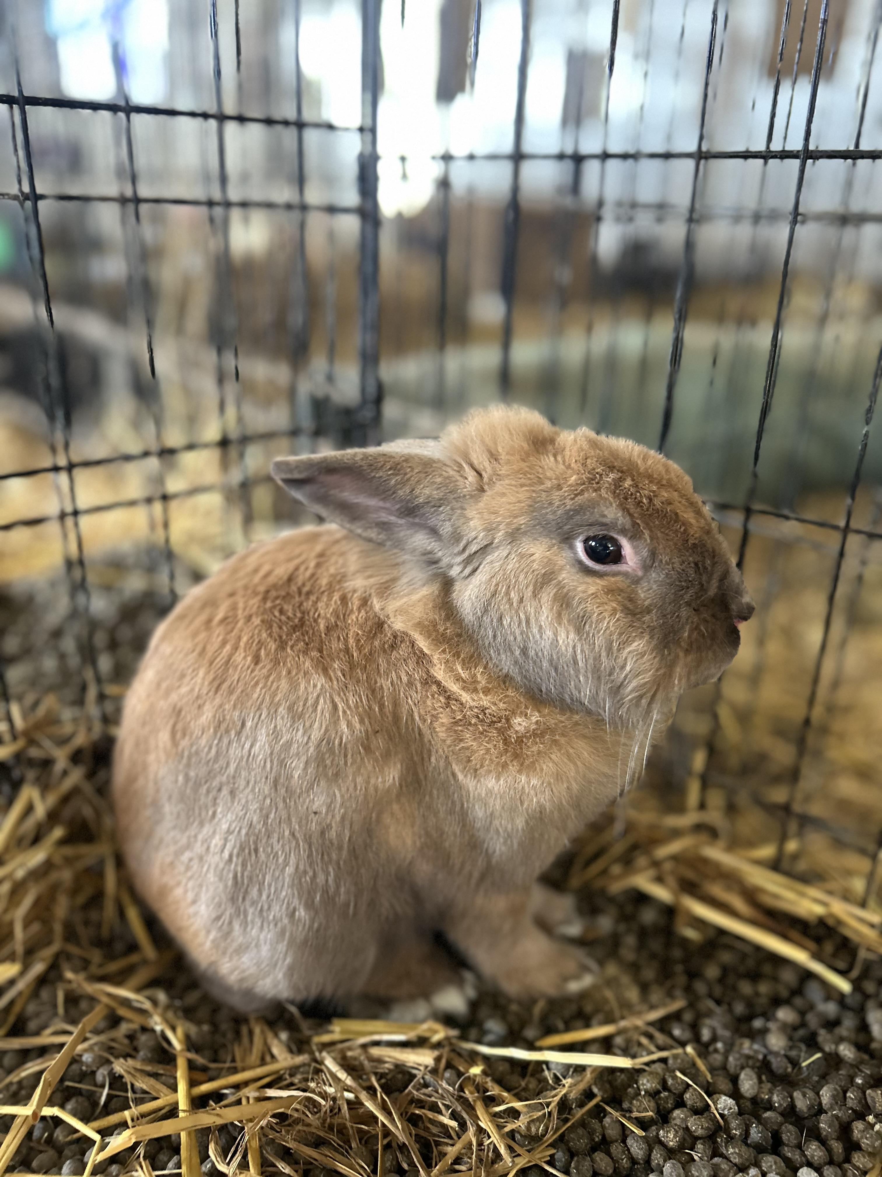Enlarge Wolf, a ADOPTABLE mixed breed in Bishopville, SC image 1/2