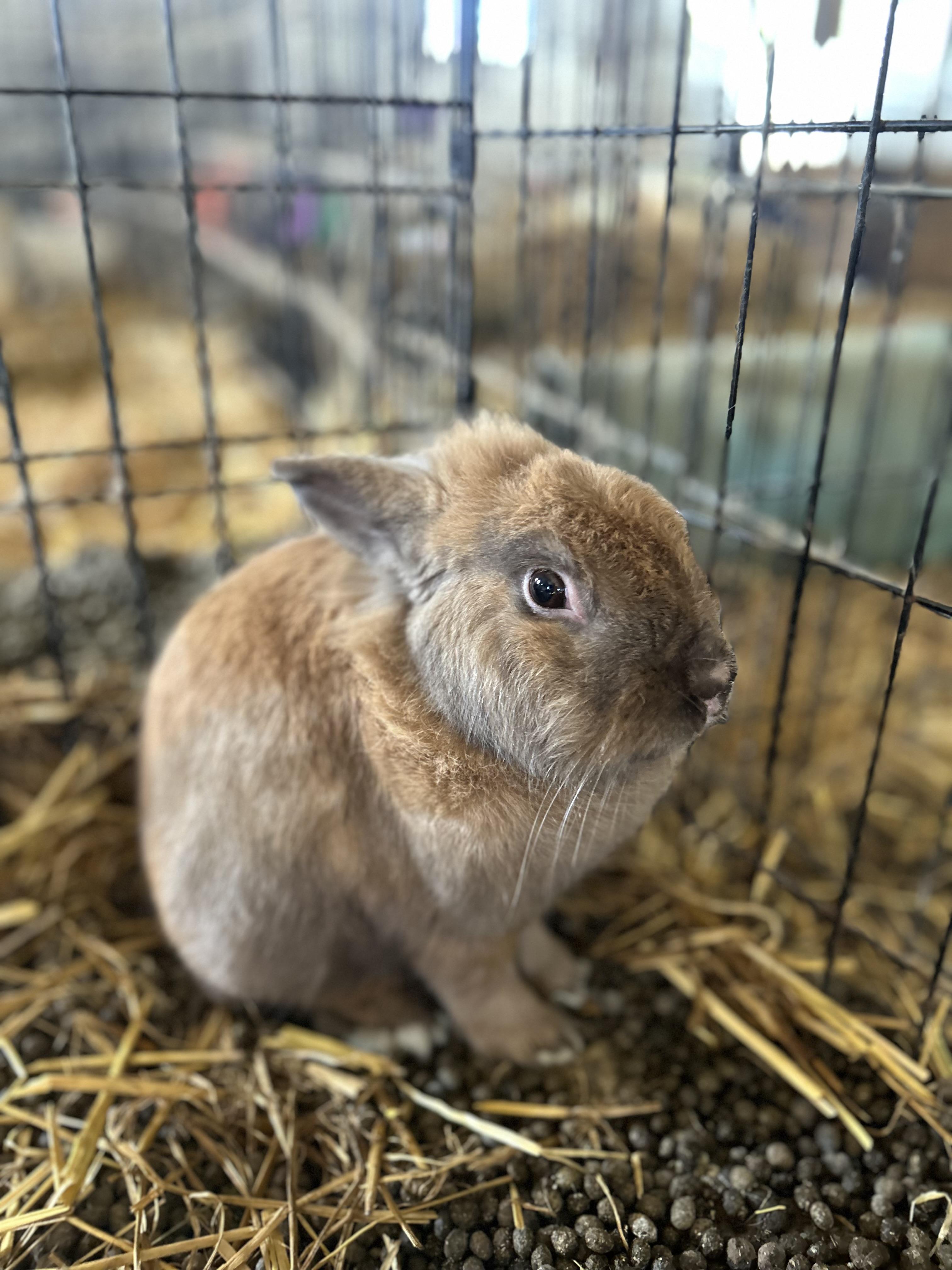 Enlarge Wolf, a ADOPTABLE mixed breed in Bishopville, SC image 2/2
