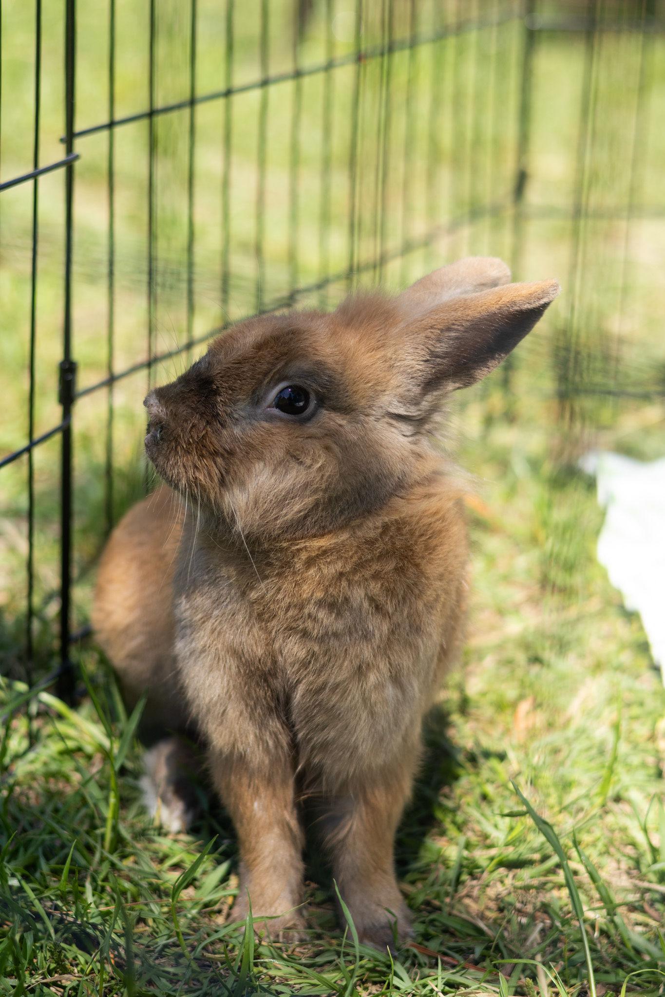 Wolf, ADOPTABLE, Young Male Lionhead.