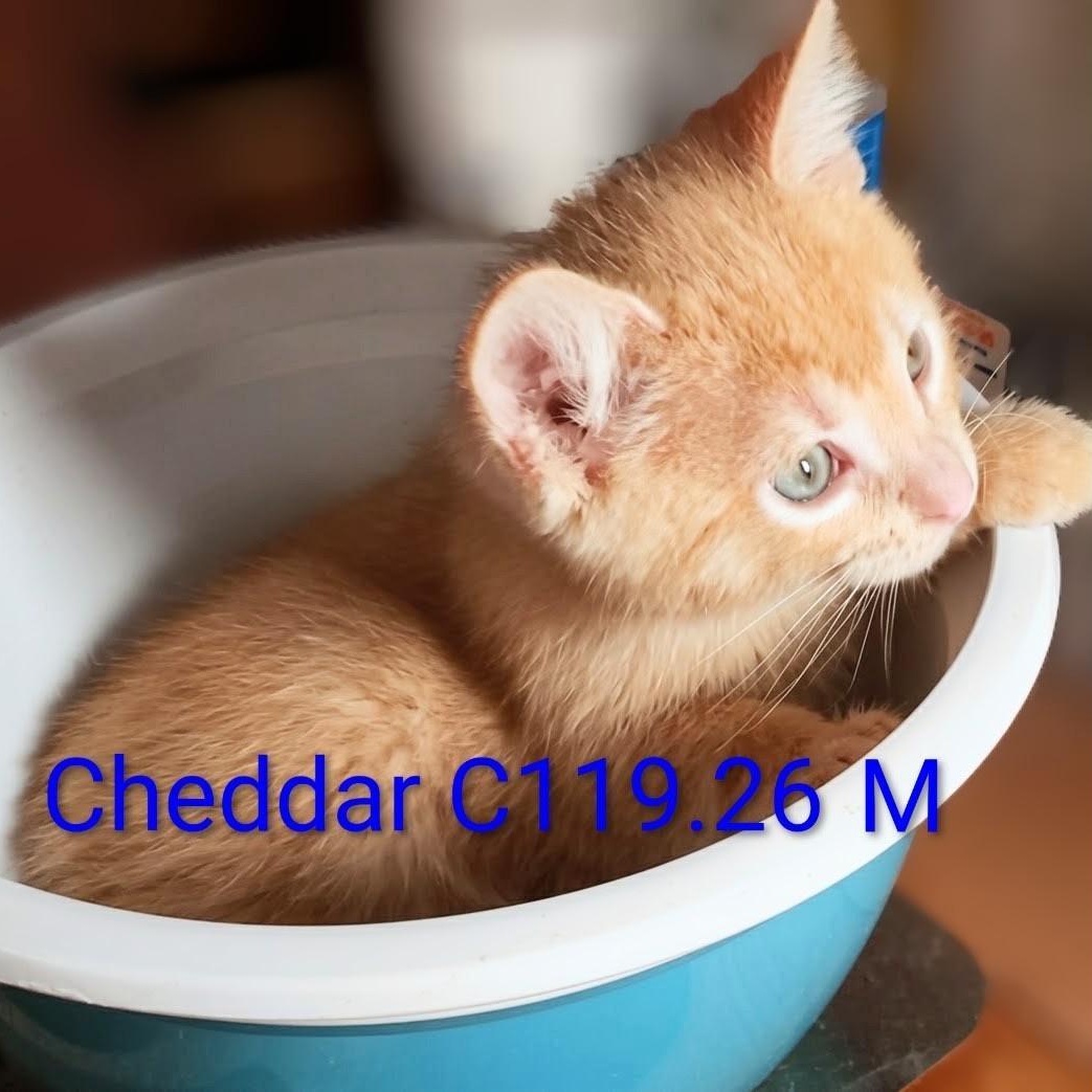 Foster Cheddar, ADOPTABLE, Kitten Male Domestic Short Hair.