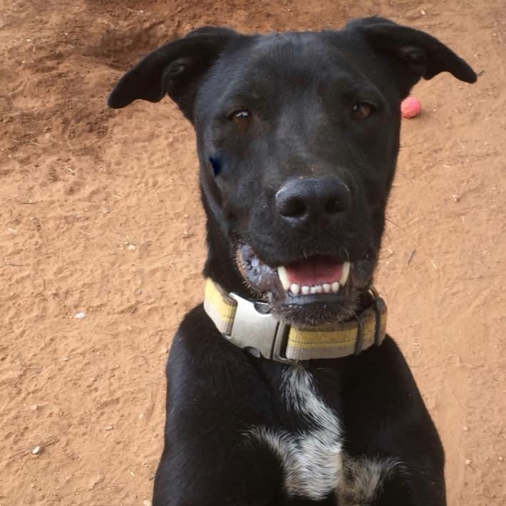Randall, Adoptable, Senior Male Labrador Retriever.