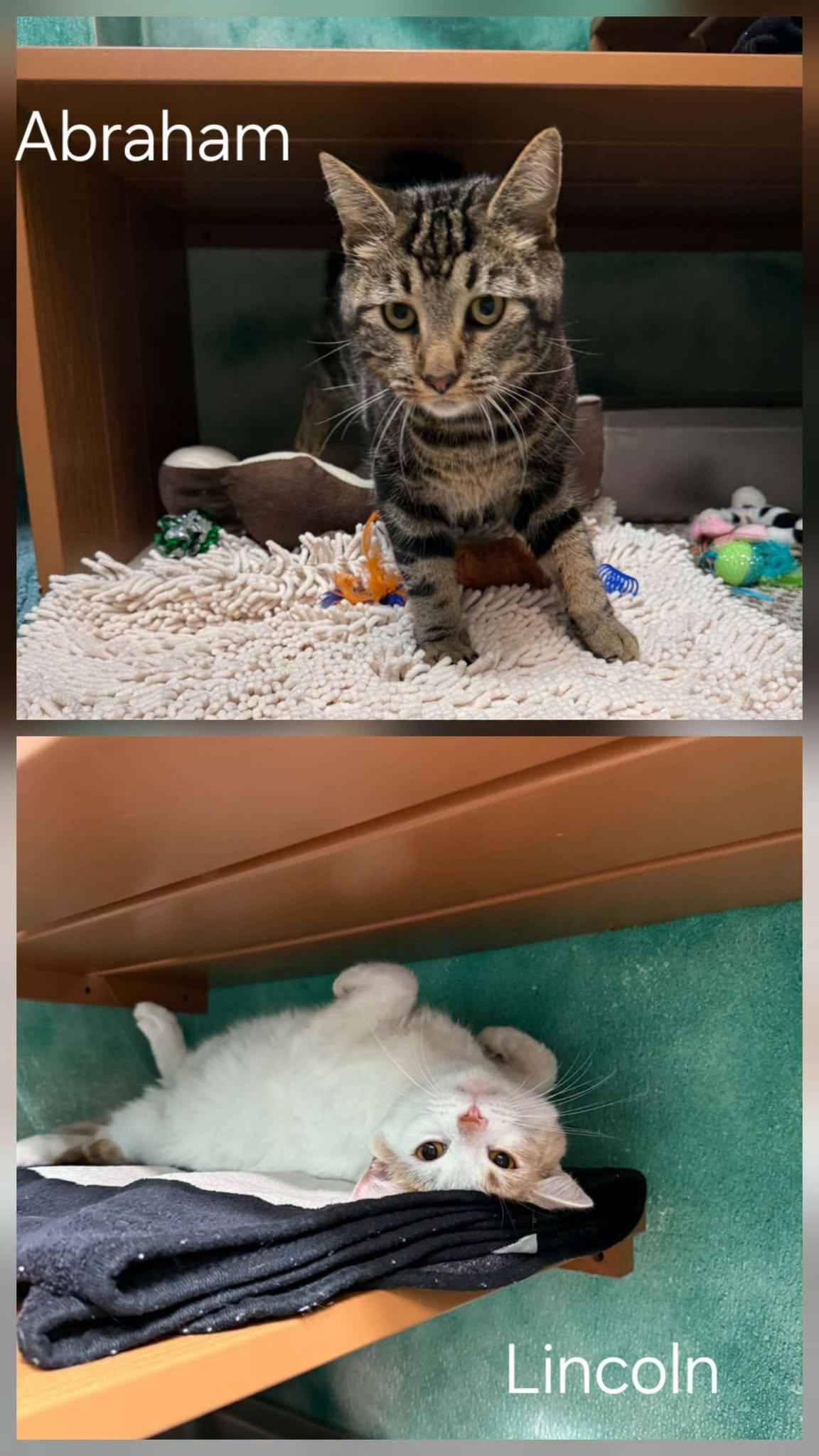 Enlarge Abraham & Lincoln, a Adoptable Domestic Short Hair in Altoona, PA image 1/1