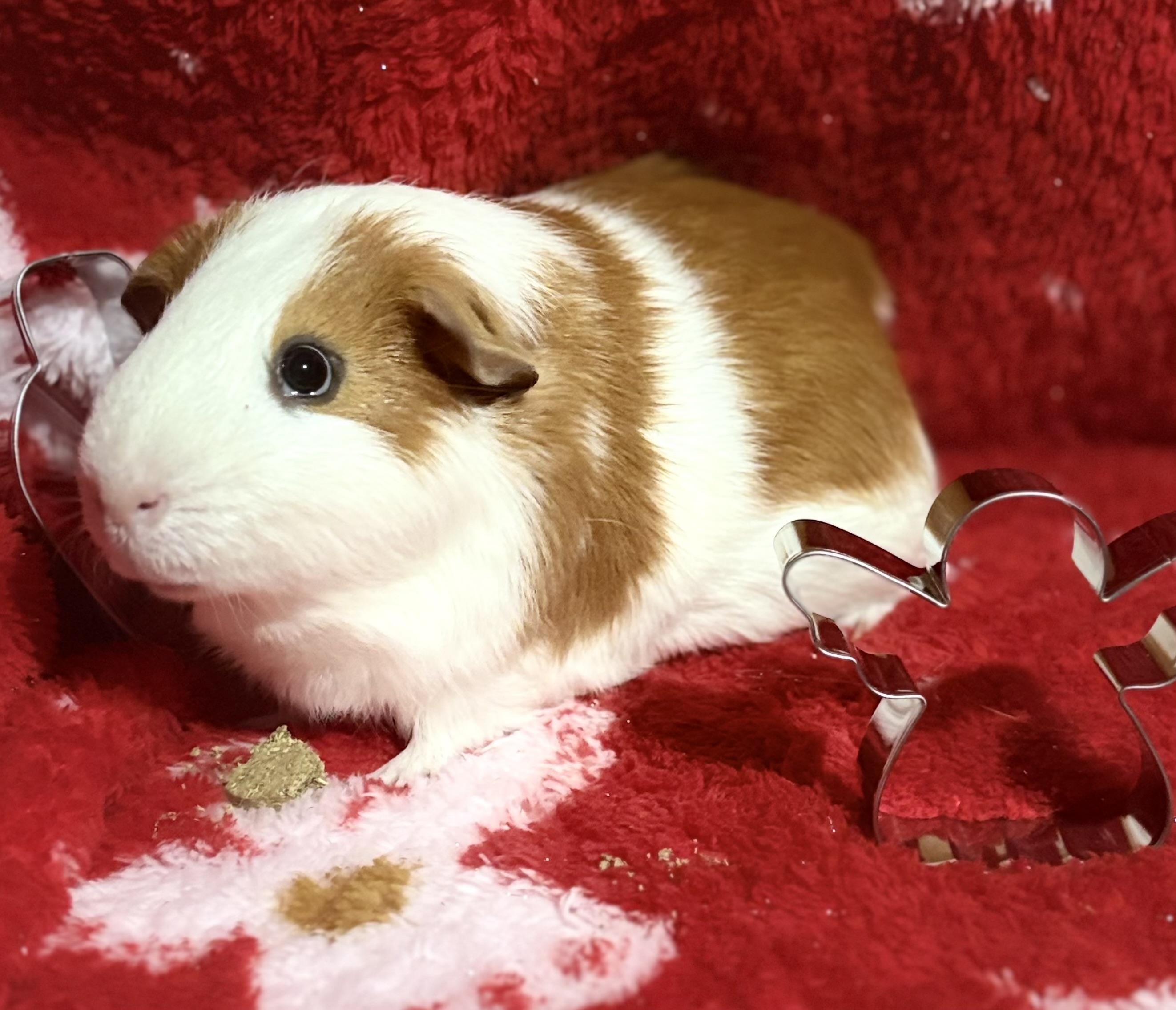 Drax: sponsored!!, a Adoptable Guinea Pig in Edinburg, PA image 1/2