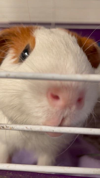 Enlarge Drax: sponsored!!, a Adoptable Guinea Pig in Edinburg, PA video 2/2