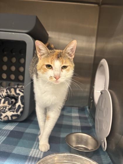 Enlarge Shell, a Adoptable mixed breed in Lafayette, IN image 1/2