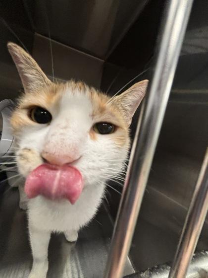 Enlarge Shell, a Adoptable mixed breed in Lafayette, IN image 2/2