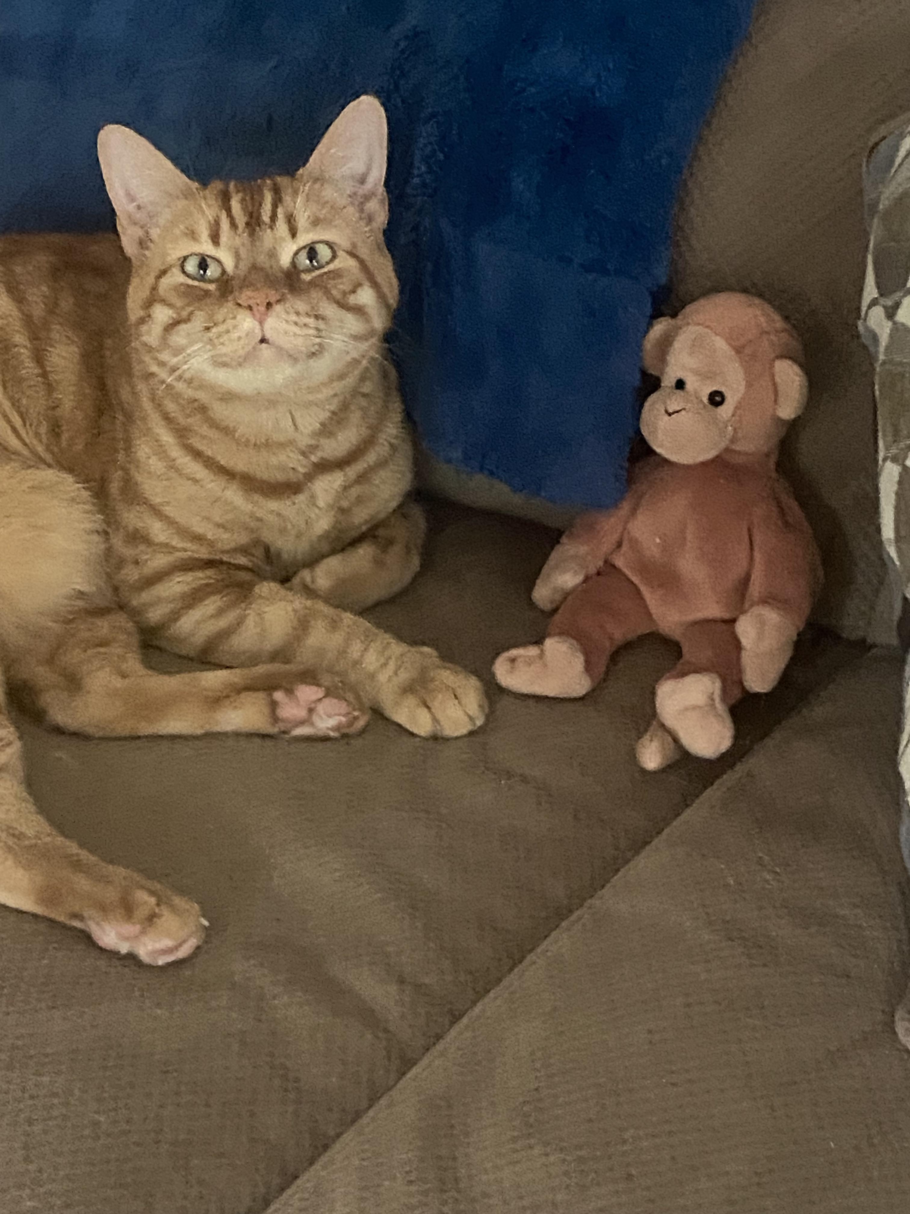 Enlarge Charlie - An orange friend!, a ADOPTABLE Domestic Short Hair in Fountain Valley, CA image 2/5