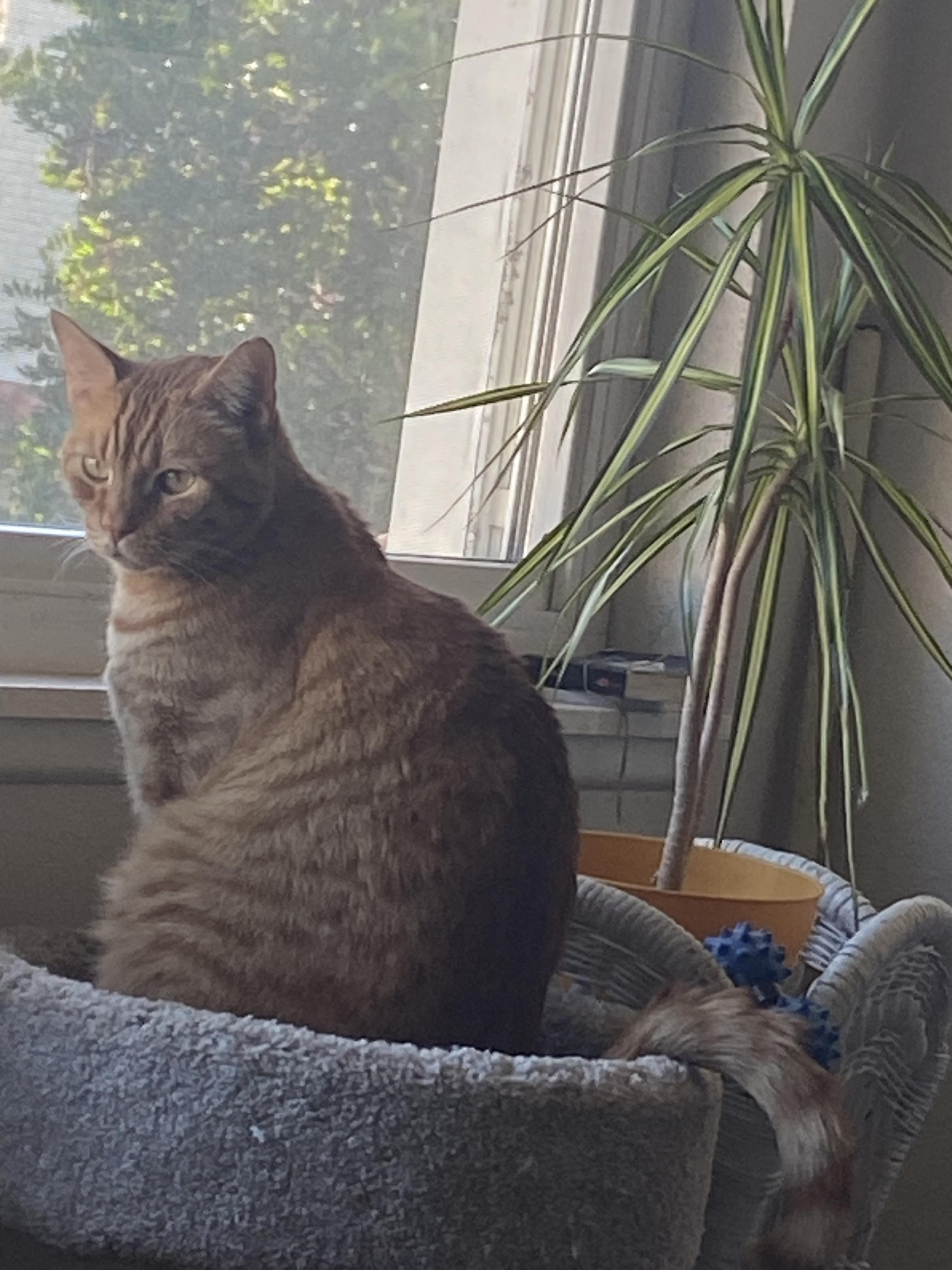 Enlarge Charlie - An orange friend!, a ADOPTABLE Domestic Short Hair in Fountain Valley, CA image 3/5