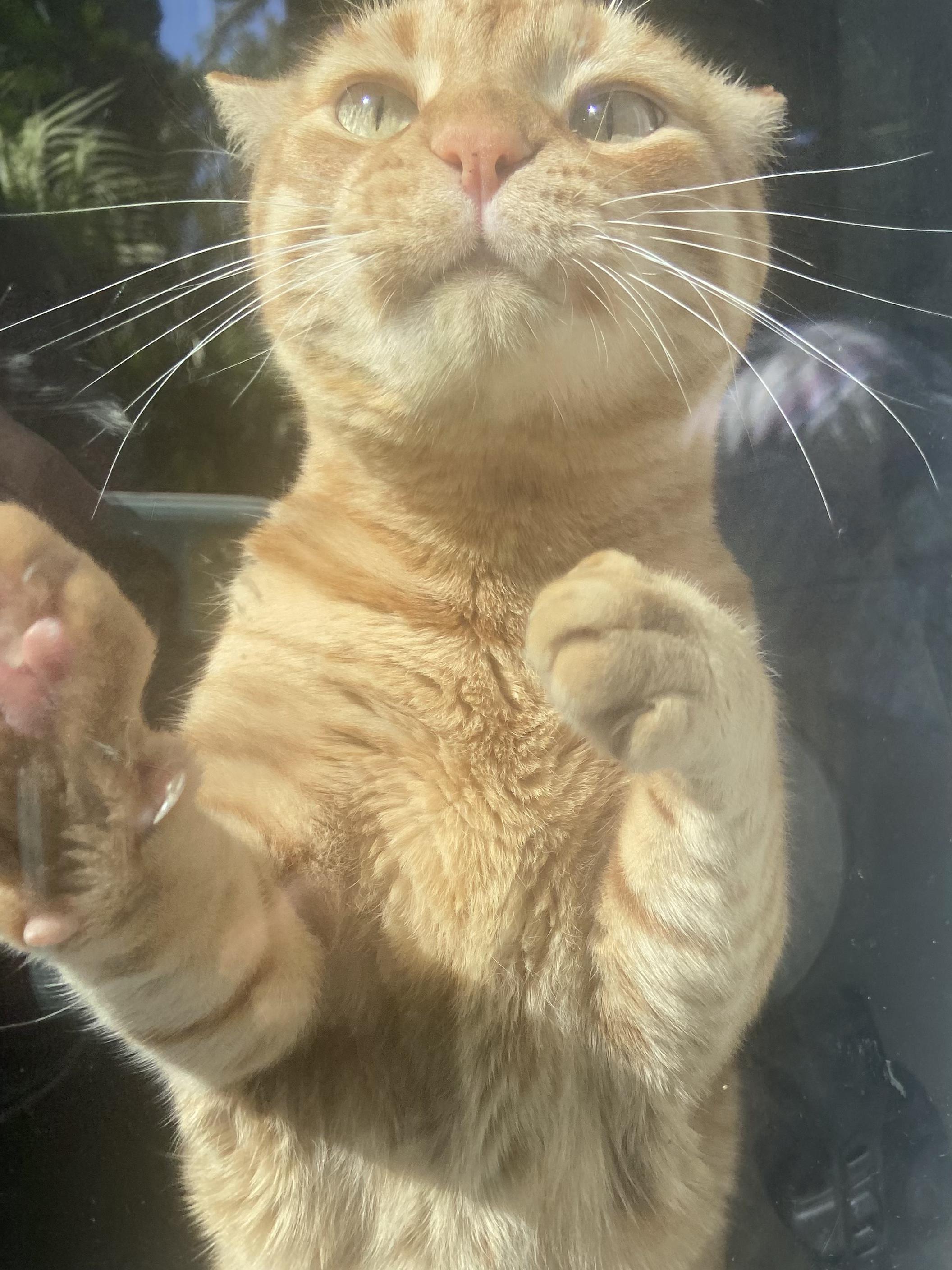 Enlarge Charlie - An orange friend!, a ADOPTABLE Domestic Short Hair in Fountain Valley, CA image 5/5