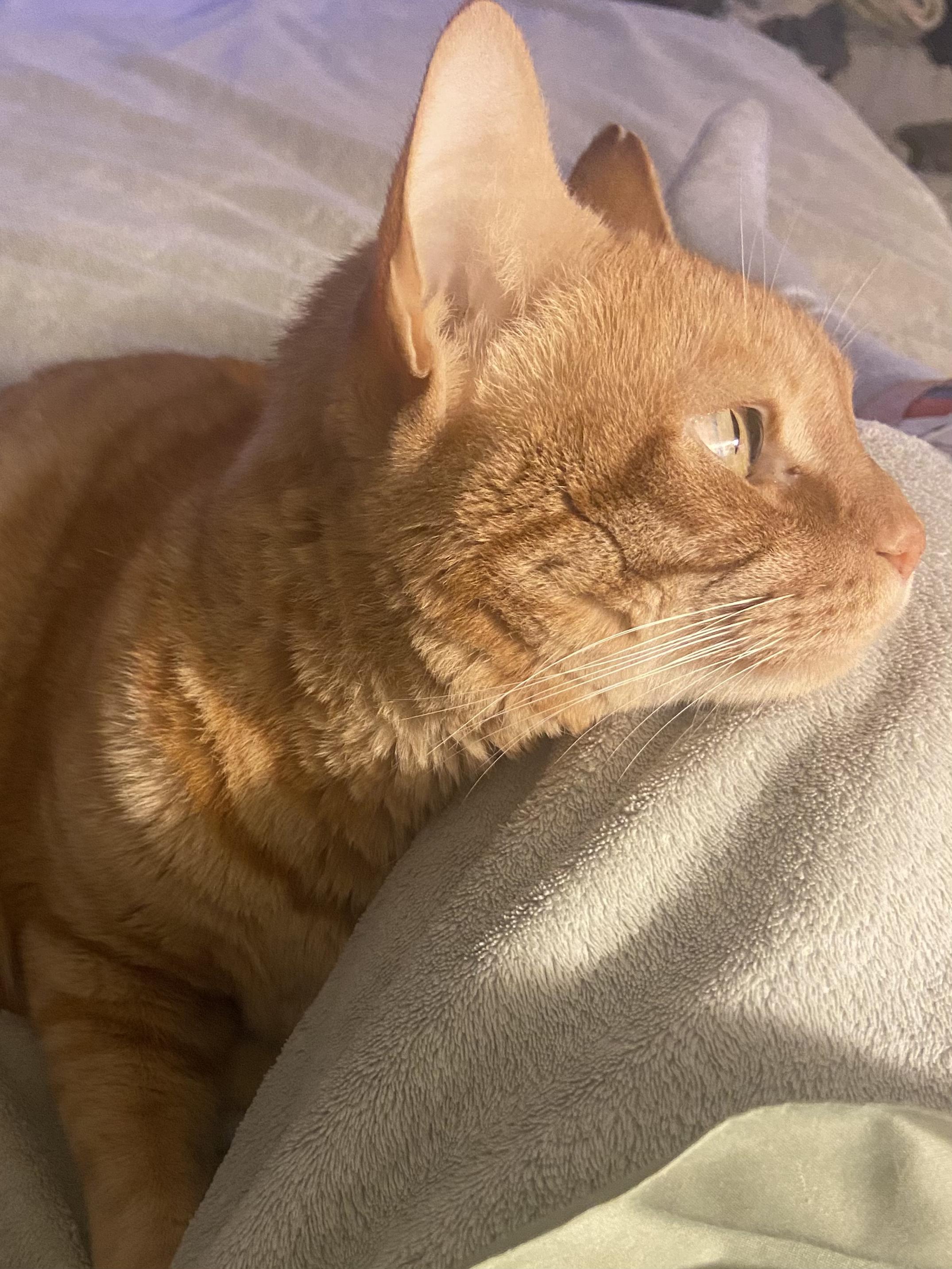 Enlarge Charlie - An orange friend!, a ADOPTABLE Domestic Short Hair in Fountain Valley, CA image 1/5